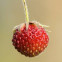 Fragaria
